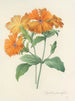 Choice of the most beautiful flowers pl 044 - Pierre-Joseph Redouté — artwork view