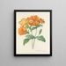 Choice of the most beautiful flowers pl 044 - Pierre-Joseph Redouté — framed artwork on a wall
