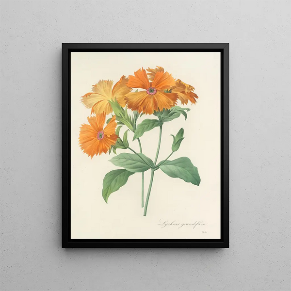 Choice of the most beautiful flowers pl 044 - Pierre-Joseph Redouté — framed artwork on a wall