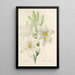Choice of the Most Beautiful Flowers pl 045 - Pierre Joseph Redouté — framed artwork on a wall