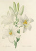 Choice of the Most Beautiful Flowers pl 045 - Pierre Joseph Redouté — artwork view