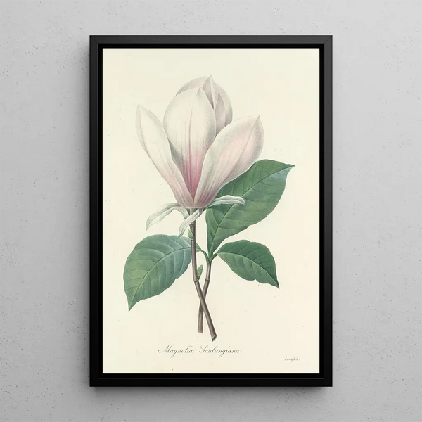 Choice of the Most Beautiful Flowers pl 046 - Pierre Joseph Redouté — framed artwork on a wall