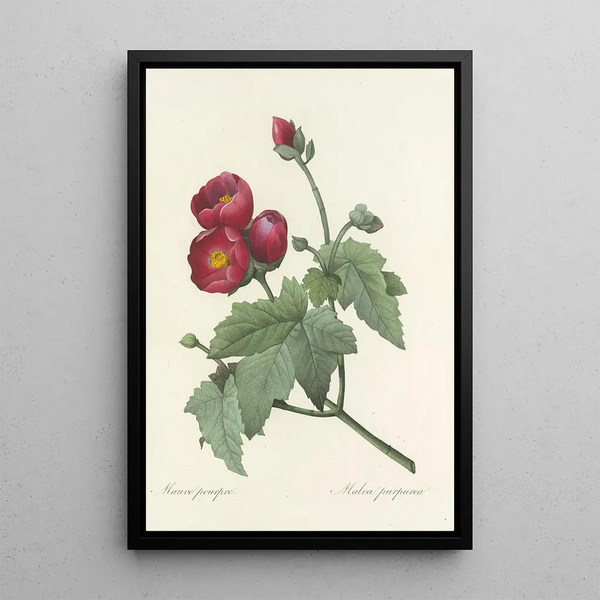 Choice of the Most Beautiful Flowers pl 047 - Pierre Joseph Redouté — framed artwork on a wall