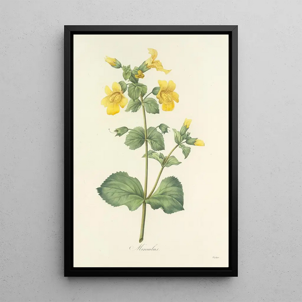Choice of the most beautiful flowers pl 048 - Pierre Joseph Redouté — framed artwork on a wall