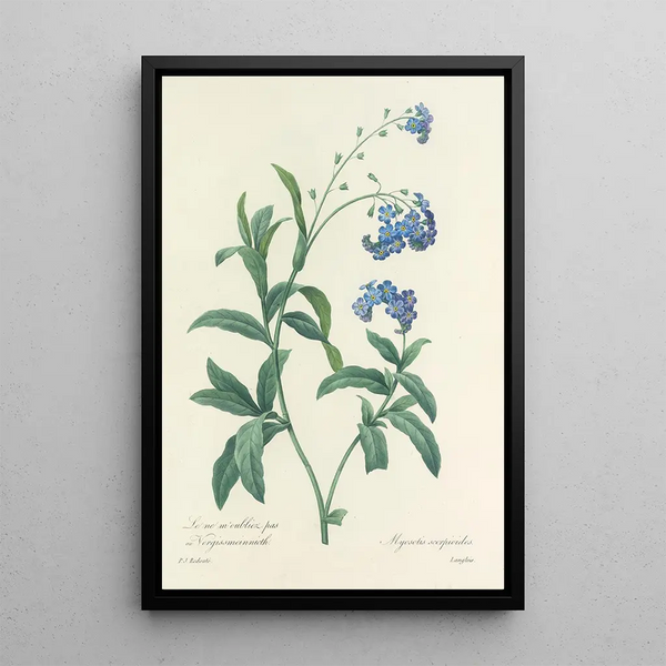 Choice of the most beautiful flowers pl 050 - Pierre Joseph Redouté — framed artwork on a wall