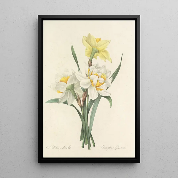 Choice of the most beautiful flowers pl 051 - Pierre Joseph Redouté — framed artwork on a wall