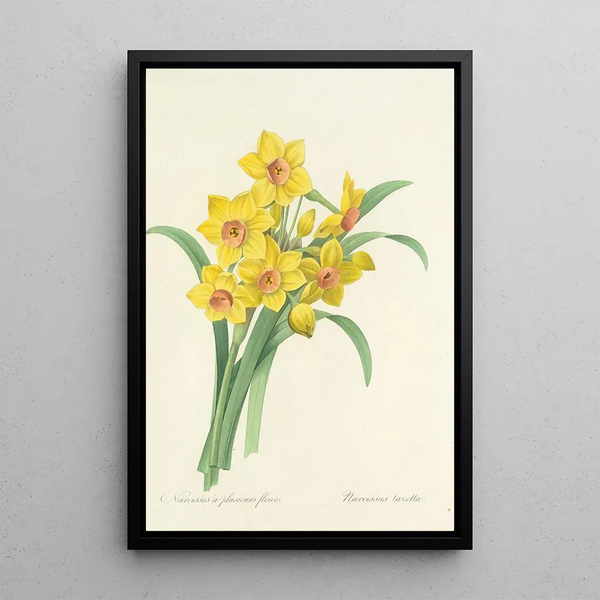 Choice of the Most Beautiful Flowers pl 052 - Pierre Joseph Redouté — framed artwork on a wall