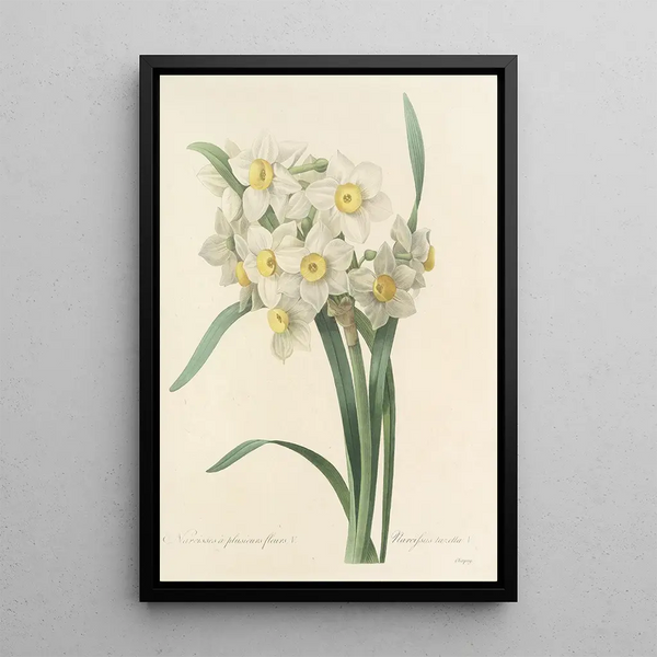 Choice of the Most Beautiful Flowers pl 053 - Pierre Joseph Redouté — framed artwork on a wall