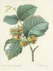 Choice of the most beautiful flowers pl 054 - Pierre-Joseph Redouté — artwork view