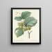 Choice of the most beautiful flowers pl 054 - Pierre-Joseph Redouté — framed artwork on a wall