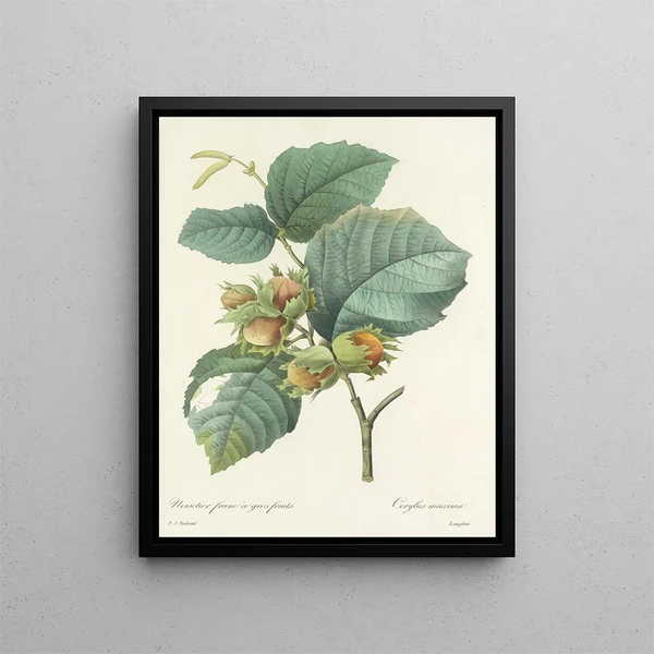 Choice of the most beautiful flowers pl 054 - Pierre-Joseph Redouté — framed artwork on a wall