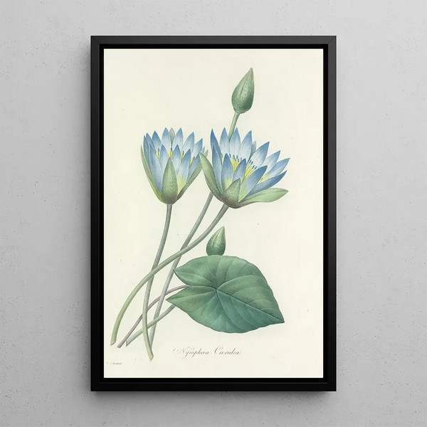 Choice of the Most Beautiful Flowers pl 055 - Pierre Joseph Redouté — framed artwork on a wall
