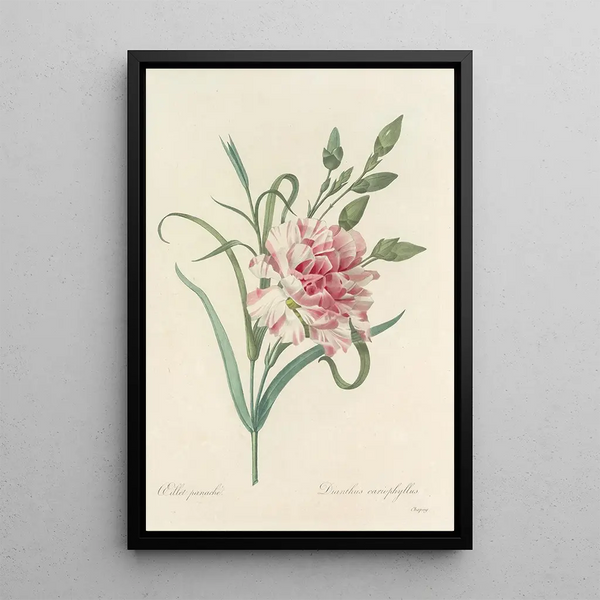 Choice of the Most Beautiful Flowers pl 056 - Pierre Joseph Redouté — framed artwork on a wall