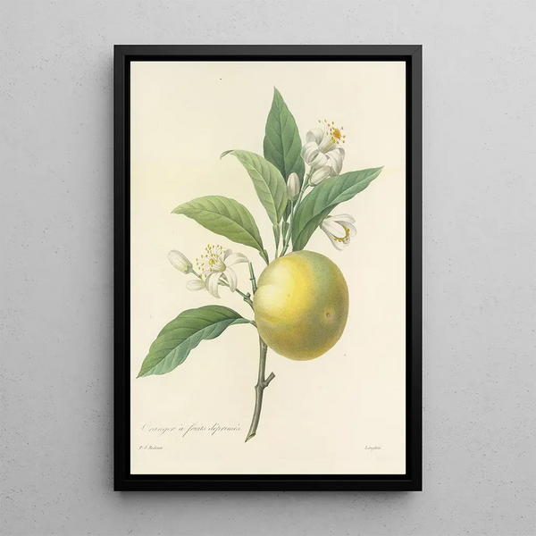 Choice of the Most Beautiful Flowers pl 058 - Pierre Joseph Redouté — framed artwork on a wall