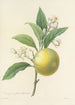 Choice of the Most Beautiful Flowers pl 058 - Pierre Joseph Redouté — artwork view