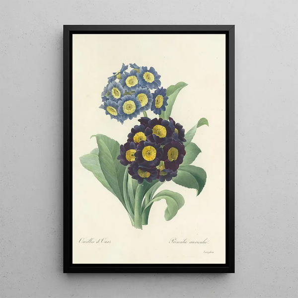 Choice of the Most Beautiful Flowers pl 059 - Pierre Joseph Redouté — framed artwork on a wall