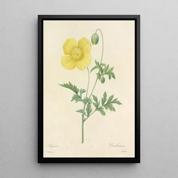 Choice of the Most Beautiful Flowers pl 060 - Pierre Joseph Redouté — framed artwork on a wall