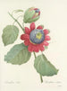 Choice of the most beautiful flowers pl 061 - Pierre-Joseph Redouté — artwork view