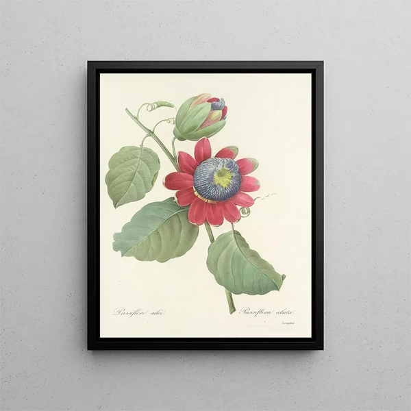 Choice of the most beautiful flowers pl 061 - Pierre-Joseph Redouté — framed artwork on a wall