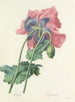 Choice of the most beautiful flowers pl 063 - Pierre-Joseph Redouté — artwork view