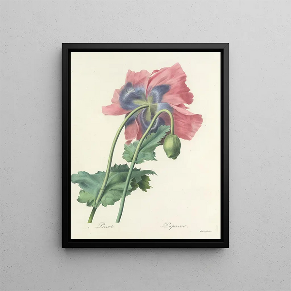 Choice of the most beautiful flowers pl 063 - Pierre-Joseph Redouté — framed artwork on a wall