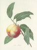 Choice of the Most Beautiful Flowers pl 064 - Pierre-Joseph Redouté — artwork view