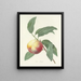 Choice of the Most Beautiful Flowers pl 064 - Pierre-Joseph Redouté — framed artwork on a wall