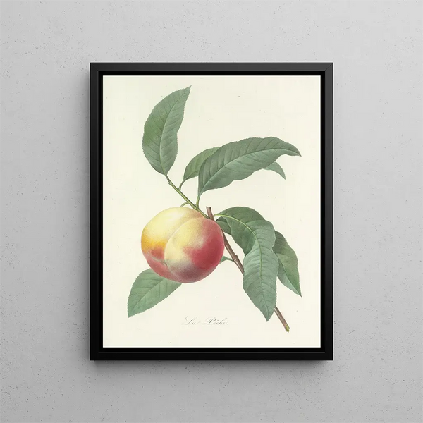 Choice of the Most Beautiful Flowers pl 064 - Pierre-Joseph Redouté — framed artwork on a wall