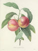 Choice of the Most Beautiful Flowers pl 065 - Pierre-Joseph Redouté — artwork view