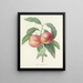 Choice of the Most Beautiful Flowers pl 065 - Pierre-Joseph Redouté — framed artwork on a wall
