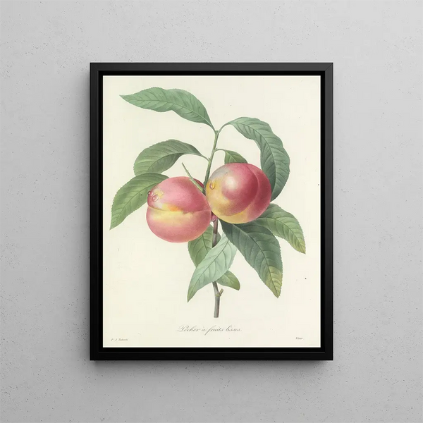 Choice of the Most Beautiful Flowers pl 065 - Pierre-Joseph Redouté — framed artwork on a wall