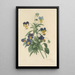 Choice of the Most Beautiful Flowers pl 066 - Pierre Joseph Redouté — framed artwork on a wall