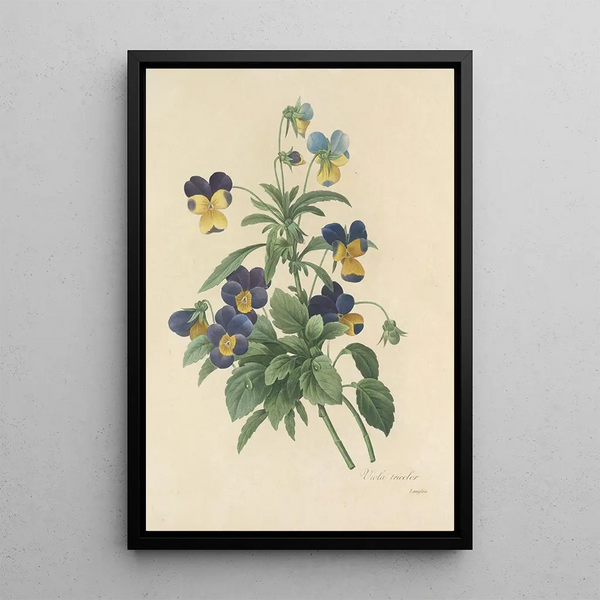 Choice of the Most Beautiful Flowers pl 066 - Pierre Joseph Redouté — framed artwork on a wall