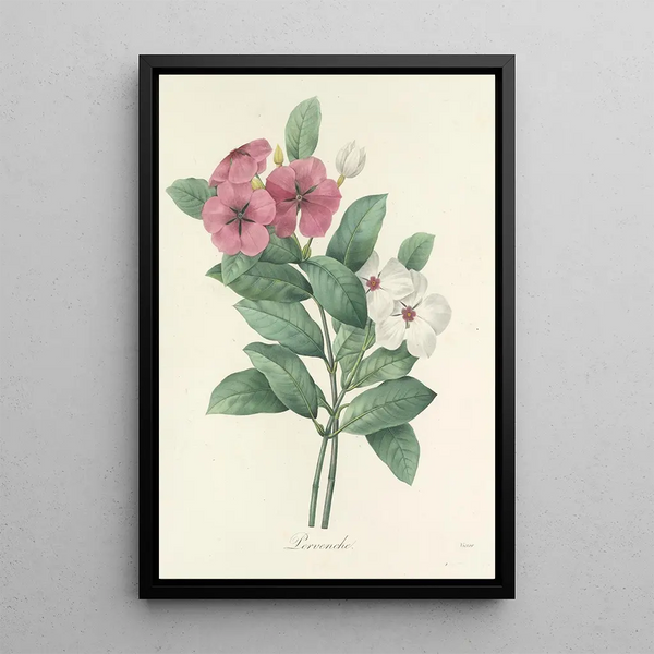 Choice of the Most Beautiful Flowers pl 068 - Pierre Joseph Redouté — framed artwork on a wall