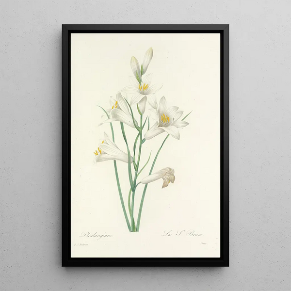 Choice of the Most Beautiful Flowers pl 069 - Pierre Joseph Redouté — framed artwork on a wall