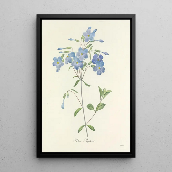 Choice of the most beautiful flowers pl 070 - Pierre Joseph Redouté — framed artwork on a wall