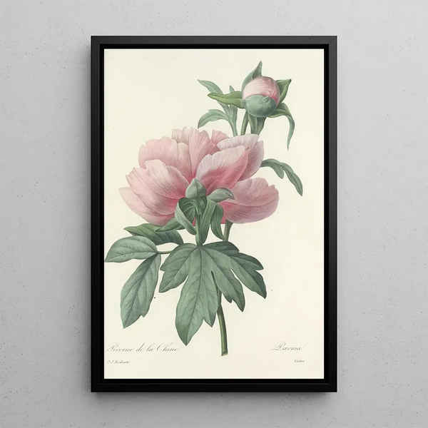 Choice of the Most Beautiful Flowers pl 071 - Pierre Joseph Redouté — framed artwork on a wall