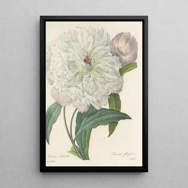 Choice of the Most Beautiful Flowers pl 074 - Pierre Joseph Redouté — framed artwork on a wall