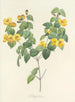 Choice of the most beautiful flowers pl 076 - Pierre-Joseph Redouté — artwork view