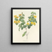 Choice of the most beautiful flowers pl 076 - Pierre-Joseph Redouté — framed artwork on a wall