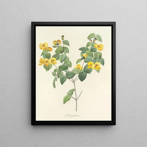 Choice of the most beautiful flowers pl 076 - Pierre-Joseph Redouté — framed artwork on a wall