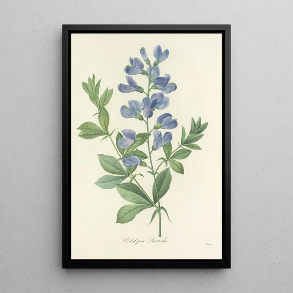 Choice of the most beautiful flowers pl 077 - Pierre Joseph Redouté — framed artwork on a wall