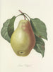 Choice of the most beautiful flowers pl 078 - Pierre-Joseph Redouté — artwork view