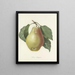 Choice of the most beautiful flowers pl 078 - Pierre-Joseph Redouté — framed artwork on a wall