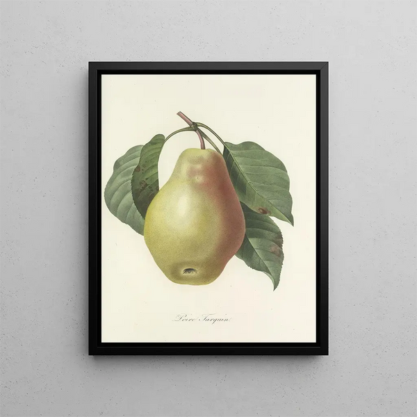 Choice of the most beautiful flowers pl 078 - Pierre-Joseph Redouté — framed artwork on a wall