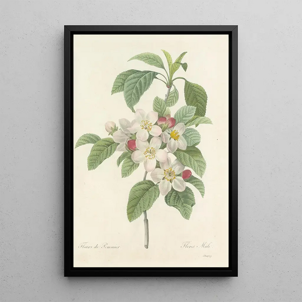 Choice of the most beautiful flowers pl 079 - Pierre Joseph Redouté — framed artwork on a wall