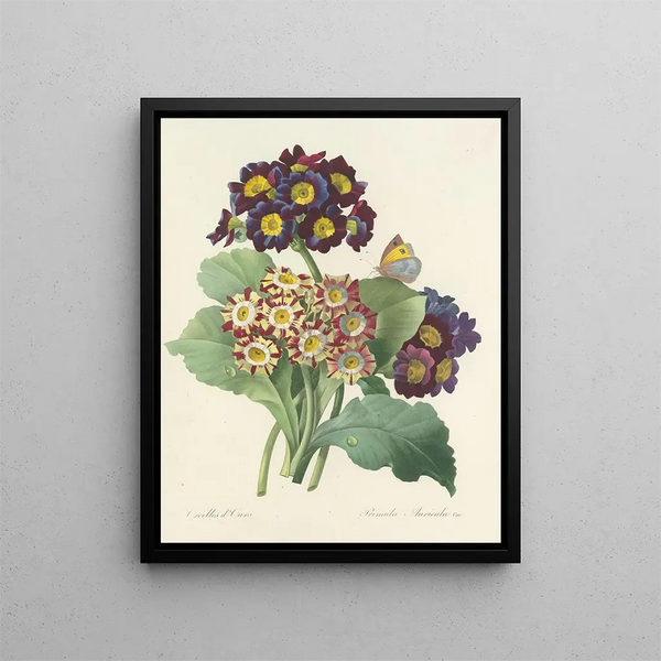 Choice of the most beautiful flowers pl 080 - Pierre-Joseph Redouté — framed artwork on a wall