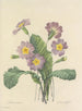 Choice of the most beautiful flowers pl 082 - Pierre-Joseph Redouté — artwork view