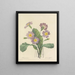 Choice of the most beautiful flowers pl 082 - Pierre-Joseph Redouté — framed artwork on a wall