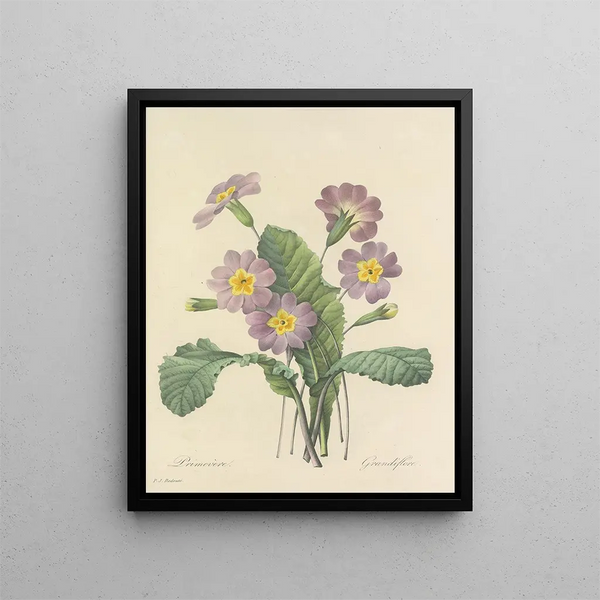 Choice of the most beautiful flowers pl 082 - Pierre-Joseph Redouté — framed artwork on a wall